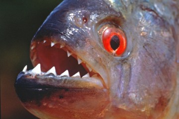 black-piranha-fish